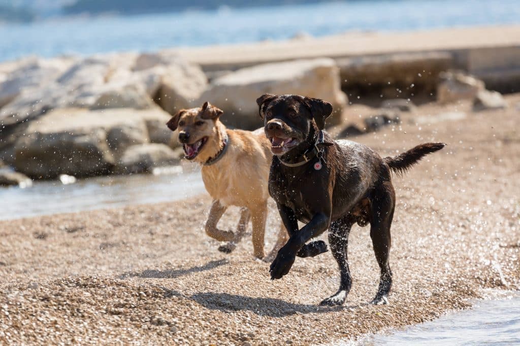 Urlaub mit Hund am Mittelmeer Fünf Fakten zur Reisekrankheit